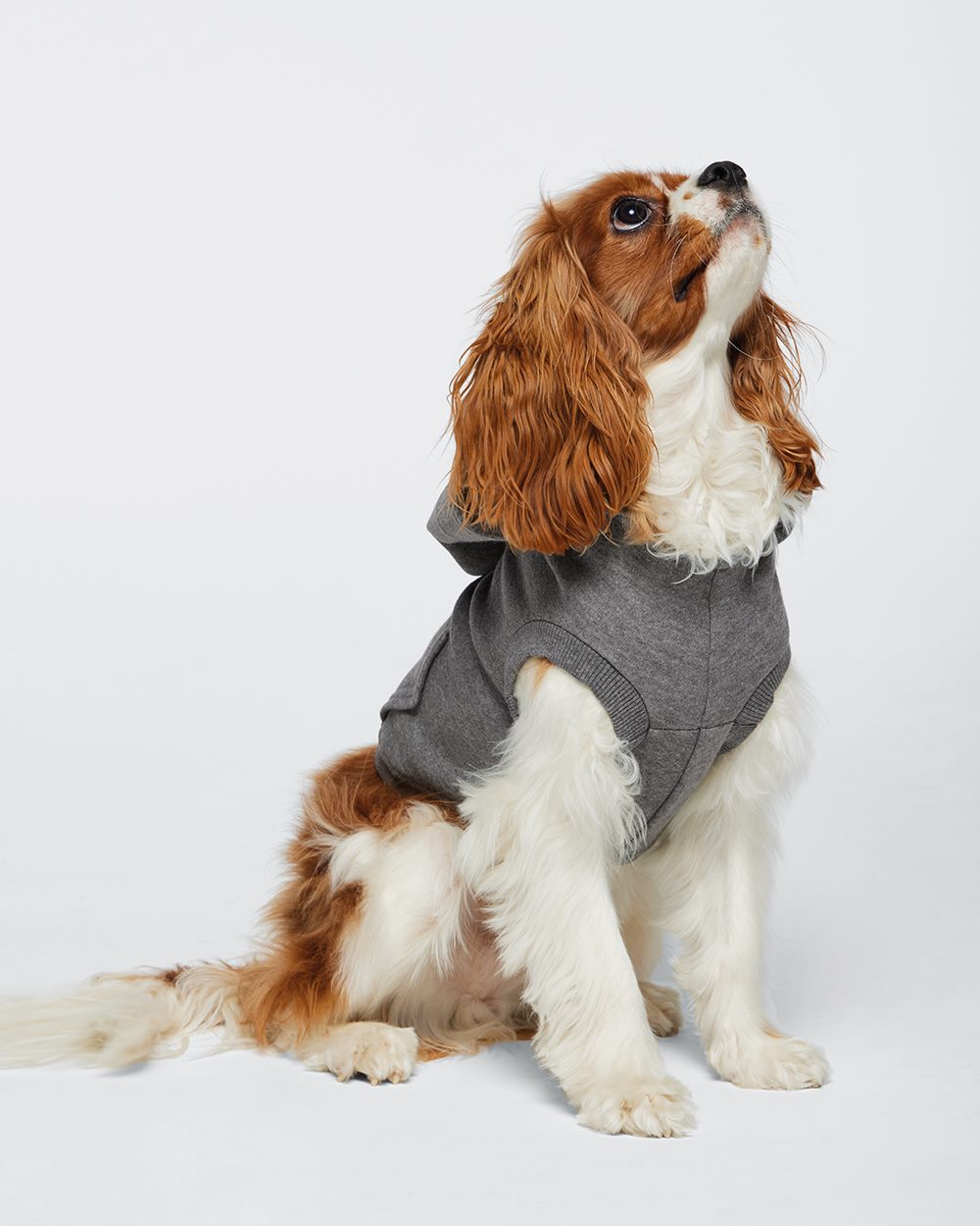 Gray Custom Dog Hoodie – Personalized Pet Sweatshirt with Name